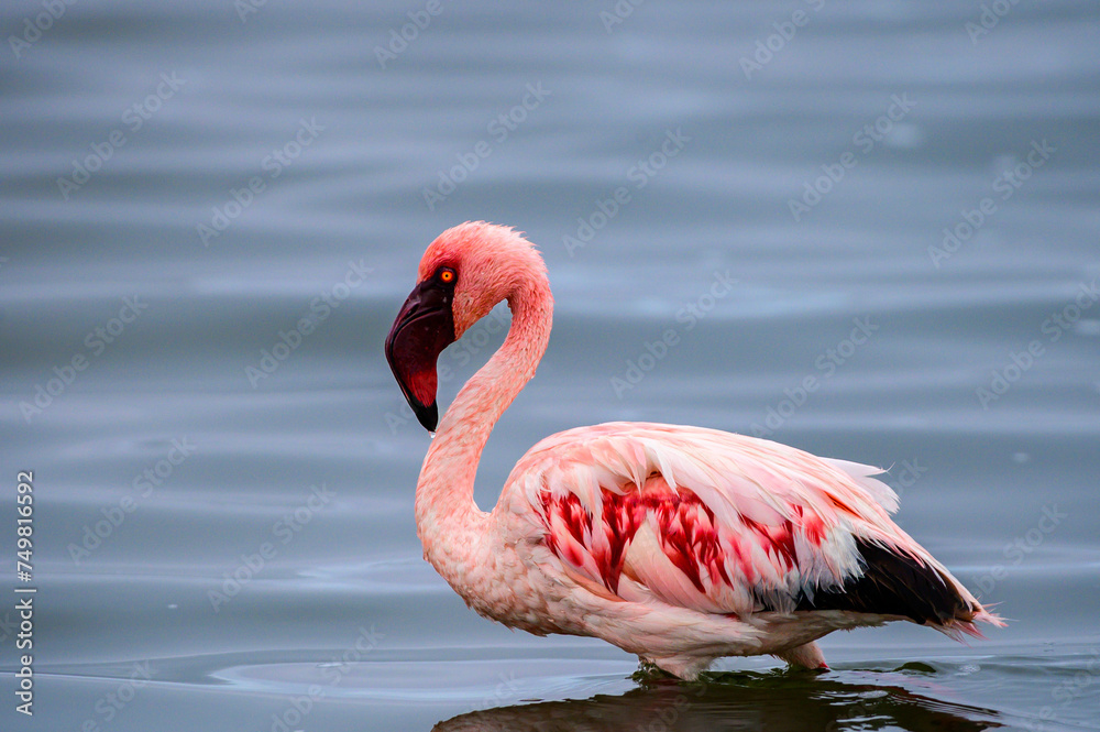 Fototapeta premium Lesser flamingo