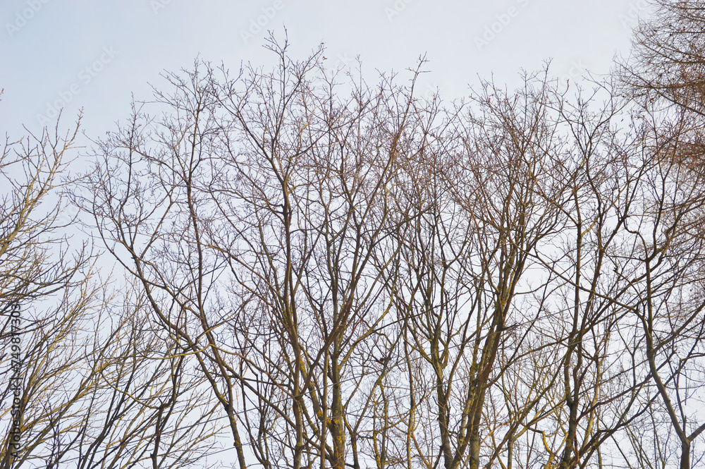 Tree tops in winter. Gray tree branches without foliage. Tree tops in winter. Gray tree branches without foliage.