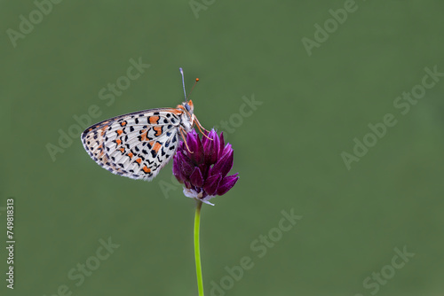 Spotted Iparhan butterfly (Melitaea didyma) on the plant photo