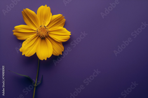 Yellow flower on solid purple background with copy space.