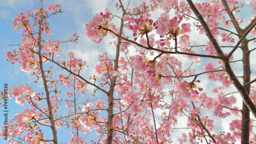 Blooming blossoms of sakura cherry tree in sunlight against blue sky, springtime. Blooming blossoms of sakura cherry tree in sunlight against blue sky, springtime.