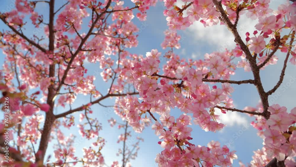 Blooming blossoms of sakura cherry tree in sunlight against blue sky, springtime. Blooming blossoms of sakura cherry tree in sunlight against blue sky, springtime.