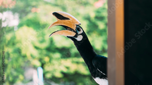 Hornbills (Bucerotidae) are a family of bird found in tropical and subtropical Africa, Asia and Melanesia. It is singing and relaxing on the roof .