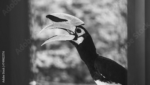 Hornbills (Bucerotidae) are a family of bird found in tropical and subtropical Africa, Asia and Melanesia. It is singing and relaxing on the roof .