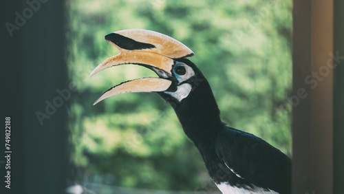 Hornbills (Bucerotidae) are a family of bird found in tropical and subtropical Africa, Asia and Melanesia. It is singing and relaxing on the roof .