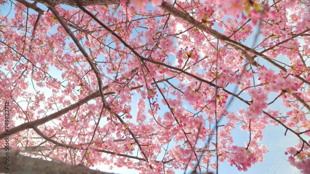 Blooming blossoms of sakura cherry tree in sunlight against blue sky, springtime. Blooming blossoms of sakura cherry tree in sunlight against blue sky, springtime.