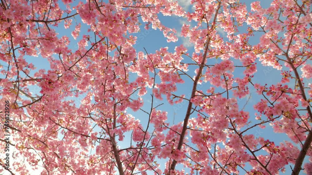 Blooming blossoms of sakura cherry tree in sunlight against blue sky, springtime.
