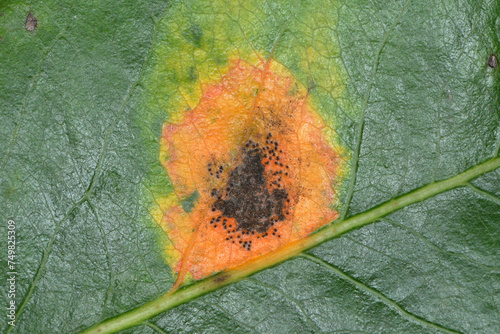 Bild auf Leinwand Birnengitterrost,  Gymnosporangium sabinae, Schadbild auf der Blattoberseite