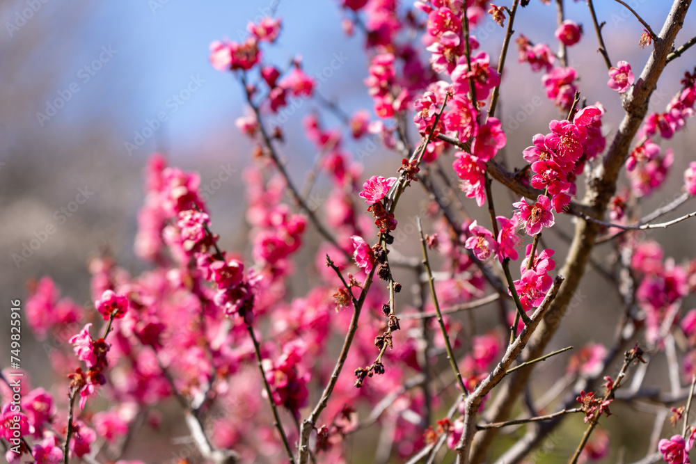 Pink Plum blossoms blooming in the Hundred Herb Garden_87 Pink Plum blossoms blooming in the Hundred Herb Garden_87