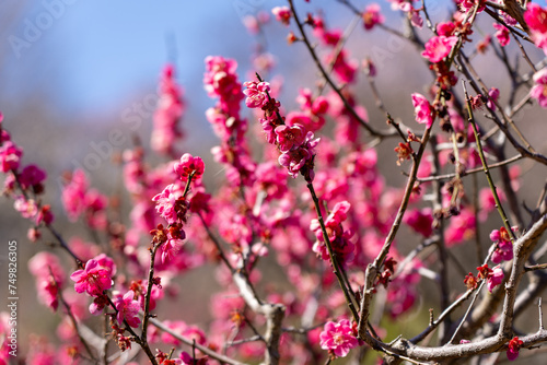 Pink Plum blossoms blooming in the Hundred Herb Garden_80