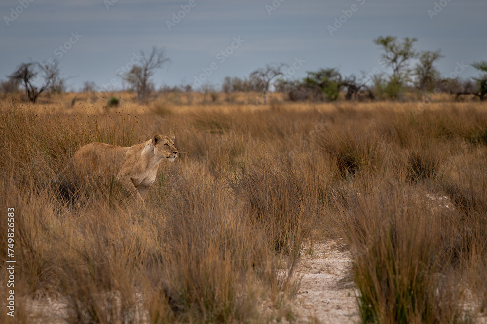 Lioness on the hunt Lioness on the hunt