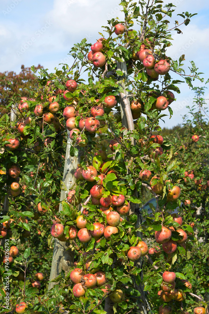 Hagelschaden an Äpfeln