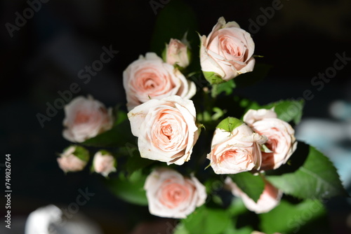 Elegant yellow pink small roses with green leaves  natural fresh chic rose pink cream color on black background.