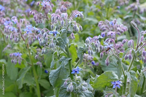 Borage, lat Borago officinalis, blue flowers in bloom. Borago starflower is favorite medicinal herb with edible flowers.