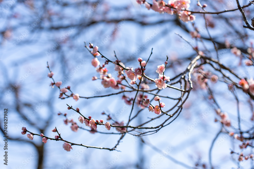 Plum blossoms blooming in the Hundred Herb Garden_60 Plum blossoms blooming in the Hundred Herb Garden_60
