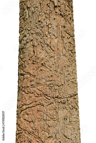 big brown tree trunk isolated on white background.Selection focus.