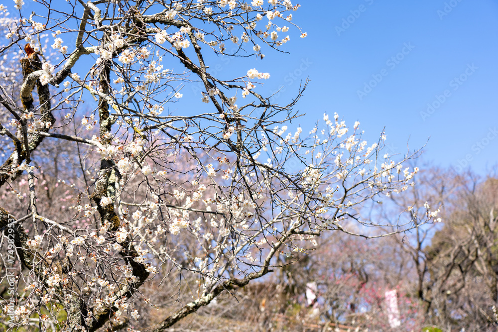 Plum blossoms blooming in the Hundred Herb Garden_47 Plum blossoms blooming in the Hundred Herb Garden_47