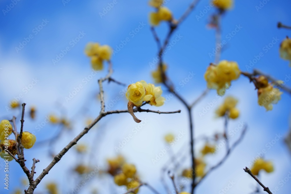 蝋梅 蝋梅