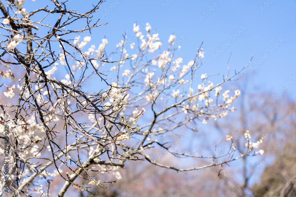 Plum blossoms blooming in the Hundred Herb Garden_42 Plum blossoms blooming in the Hundred Herb Garden_42