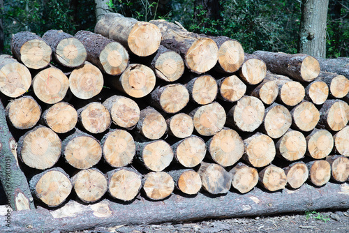 chopped wood in a garden