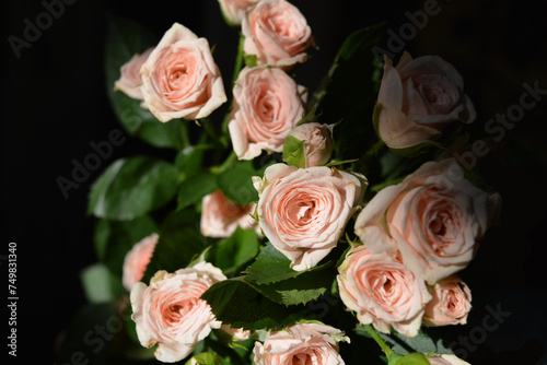 Elegant yellow pink small roses with green leaves, natural fresh chic rose pink cream color on black background. © Daria Katiukha