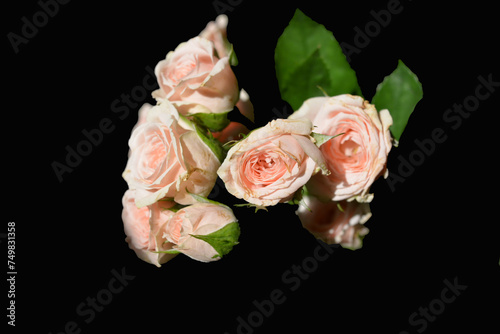 Fototapeta Naklejka Na Ścianę i Meble -  Elegant yellow pink small roses with green leaves, natural fresh chic rose pink cream color on black background.