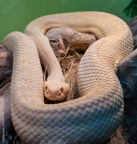 Albino Eastern diamondback rattlesnake , Crotalus adamanteus in a museum in genova photo