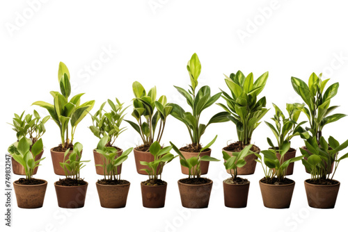 Group of Potted Plants Arranged Neatly. A variety of potted plants of different sizes and species are arranged closely next to each other. The pots are lined up in a row creating a good display.