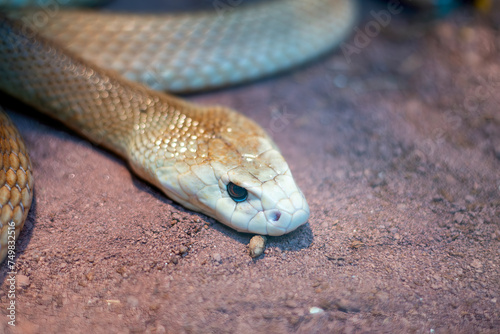 detail of taipan snake in a museum in genova