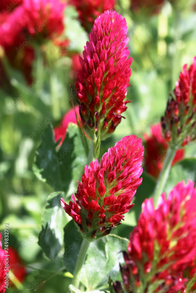 Rote Blüte des Rosenklees, Trifolium incarnatum Rote Blüte des Rosenklees, Trifolium incarnatum