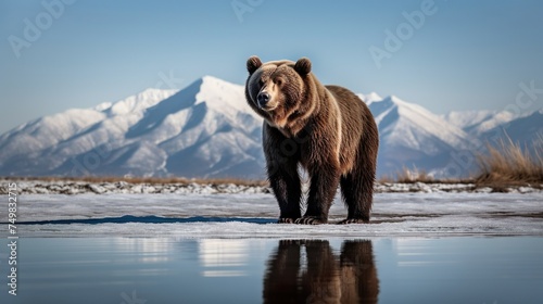 Brown Bear Standing on Ice