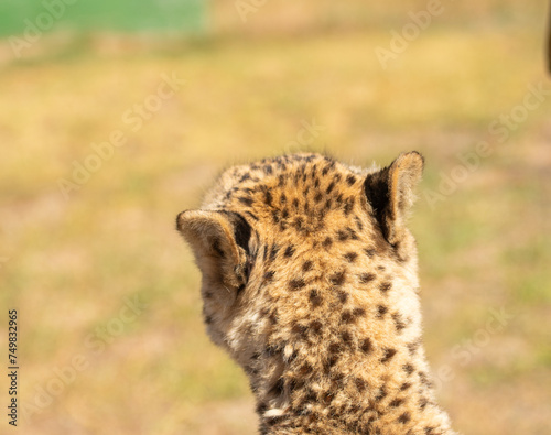 Cheetah or Acinonyx jubatus, with head facing away from camers. Beautiful solid black spotted coat. Blurred green background. South Africa