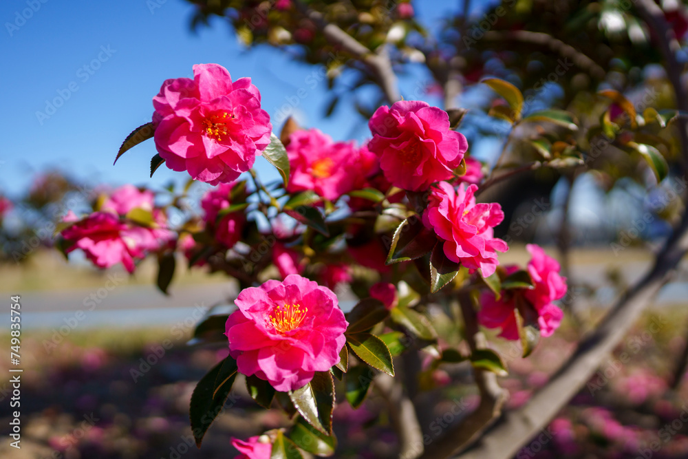 椿の花 椿の花