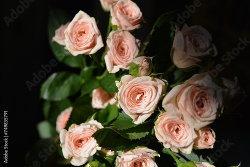 Elegant yellow pink small roses with green leaves  natural fresh chic rose pink cream color on black background.