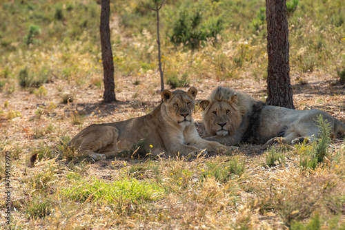 Male lion and Lioness very relaxed sitting under trees looking at camera, with male resting his head on his paws.  South Africa