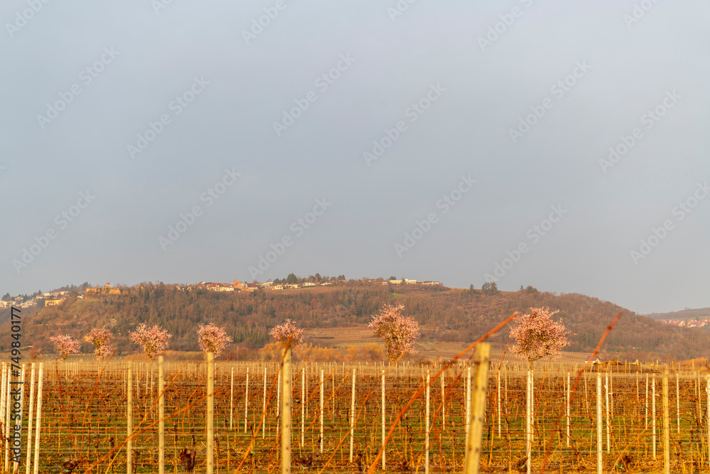 spring landscape with trees spring landscape with trees