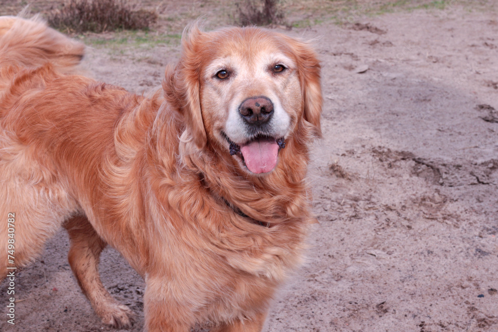 Six-year-old golden retriever looks happy Six-year-old golden retriever looks happy