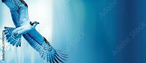 a blue and white bird flying in the air with its wings spread and wings spread out, with a blue sky in the background. photo