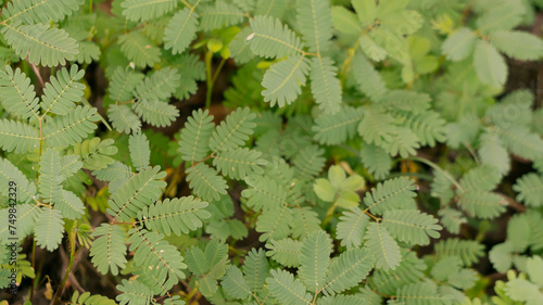 Mimosa quadrivalvis, known as fourvalve mimosa, sensitive briar and cat's claw. Image suitable for use as a graphic resource photo