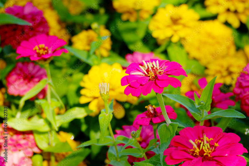 yellow zinnia flower tree zinnia flower. yellow zinnia flower tree zinnia flower.