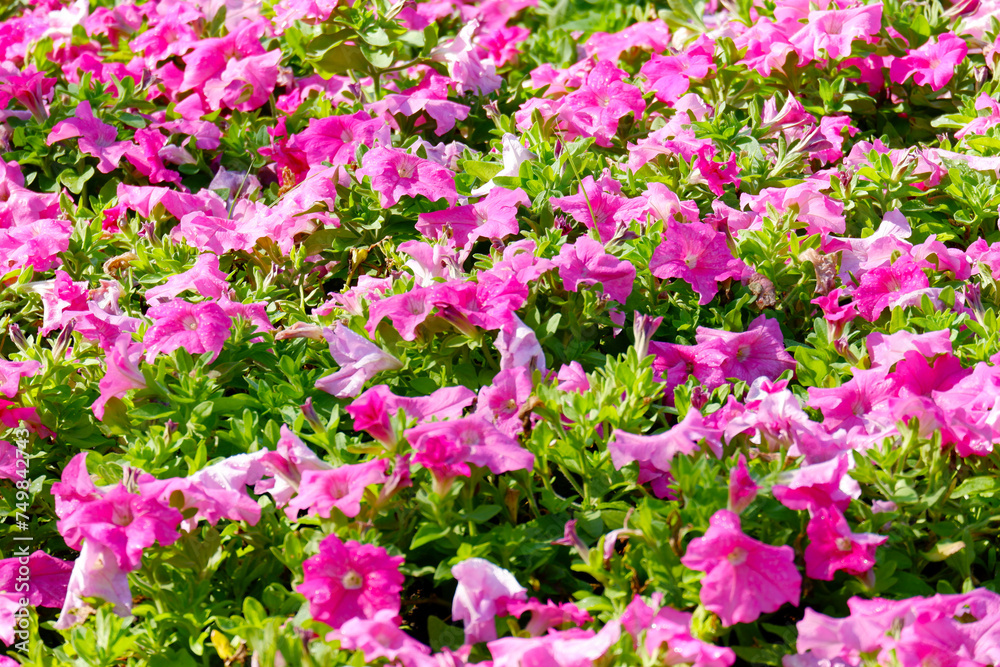 pink flower tree or pink flowers. pink flower tree or pink flowers.