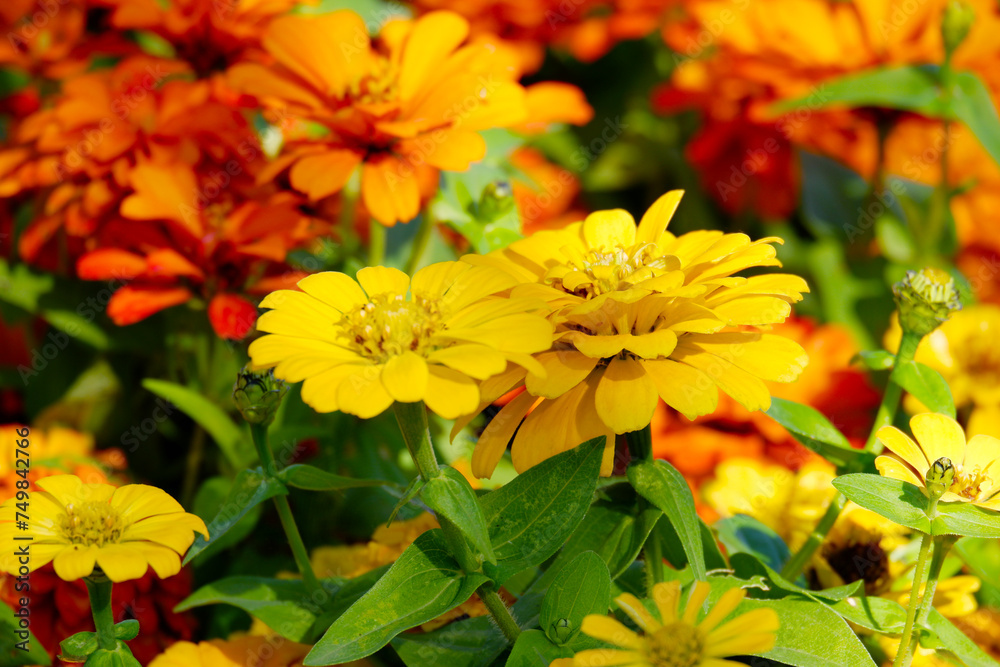 yellow zinnia flower tree zinnia flower. yellow zinnia flower tree zinnia flower.