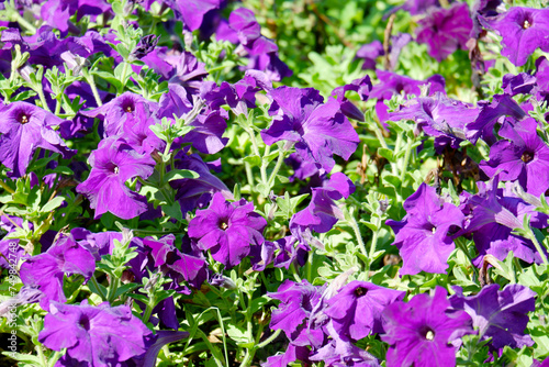 purple flower tree purple flower.