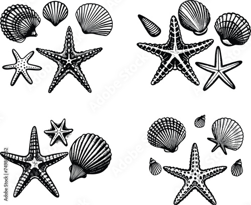 set of Sea shells and sea stars