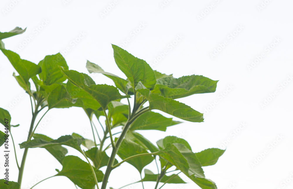 Sunflower buds on a white backgroun