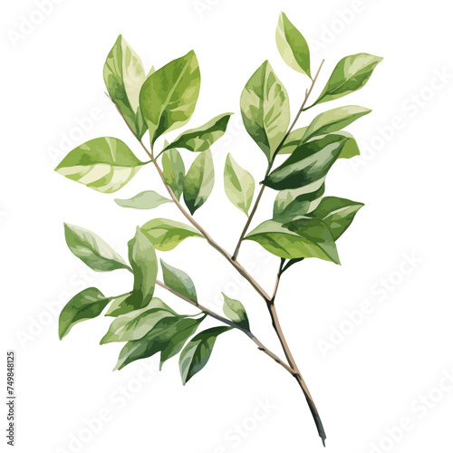 Watercolor drawing vector of Lemon branch & Leaf, isolated on a white background, clipart, Illustration Graphic.