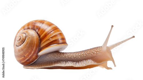 Close Up of a Snail. A detailed view of a snail crawling slowly on a plain white surface. The shell of the snail is prominently featured, displaying its spiral shape.