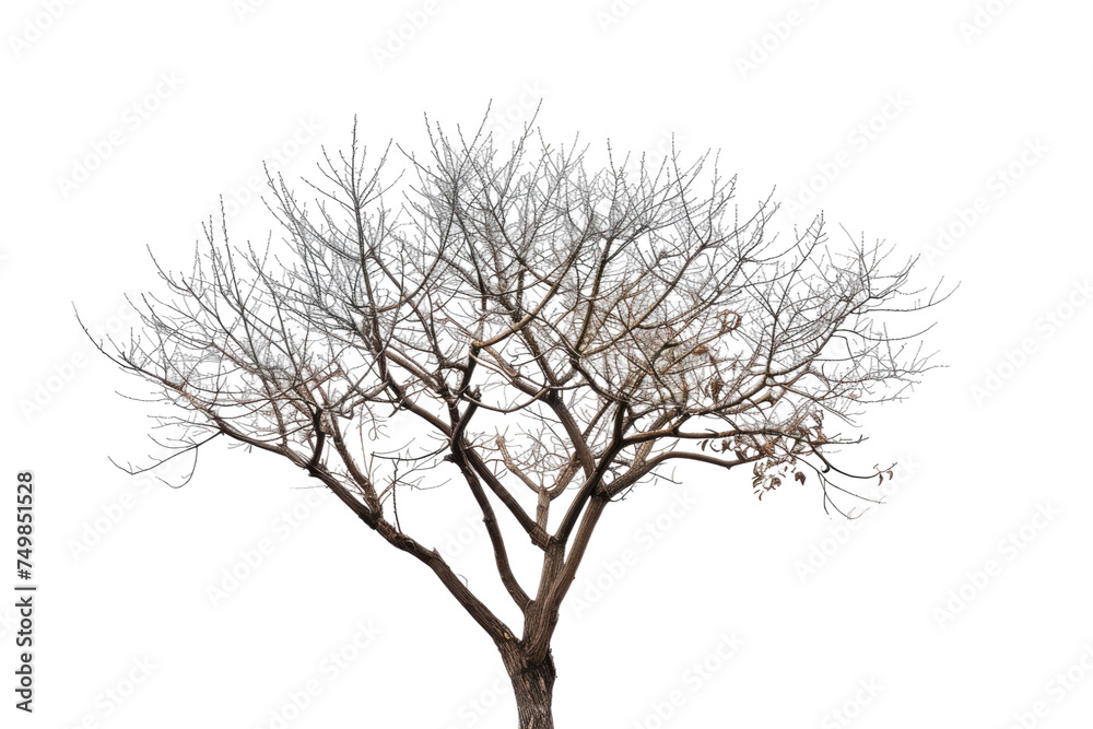 Bare Tree With No Leave. A bare tree with no leaves stand starkly against a plain white background. The branches are spread out devoid of foliage creating a striking contrast against the blank canvas. Bare Tree With No Leave. A bare tree with no leaves stand starkly against a plain white background. The branches are spread out devoid of foliage creating a striking contrast against the blank canvas.