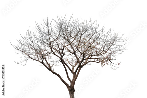 Bare Tree With No Leave. A bare tree with no leaves stand starkly against a plain white background. The branches are spread out devoid of foliage creating a striking contrast against the blank canvas.