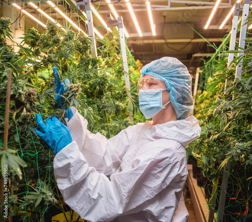 Female researcher examine cannabis leaves and buds in a greenhouse.
